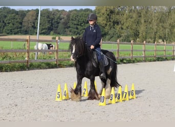 Tinkerhäst, Valack, 11 år, 126 cm, Svart