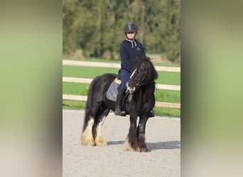 Tinkerhäst, Valack, 11 år, 126 cm, Svart