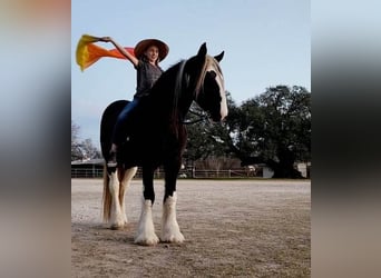 Tinkerhäst, Valack, 11 år, 145 cm, Tobiano-skäck-alla-färger