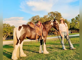 Tinkerhäst, Valack, 11 år, 145 cm, Tobiano-skäck-alla-färger