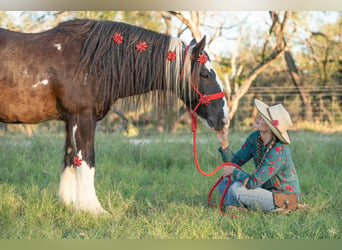 Tinkerhäst, Valack, 11 år, 145 cm, Tobiano-skäck-alla-färger