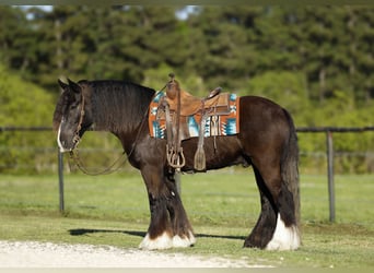 Tinkerhäst, Valack, 11 år, 147 cm, Svart