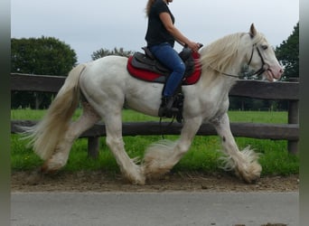 Tinkerhäst, Valack, 11 år, 148 cm, Grå