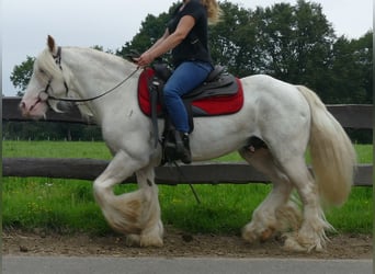 Tinkerhäst, Valack, 11 år, 148 cm, Grå