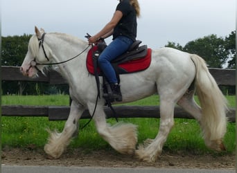 Tinkerhäst, Valack, 11 år, 148 cm, Grå