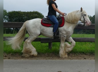 Tinkerhäst, Valack, 11 år, 148 cm, Grå