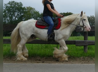 Tinkerhäst, Valack, 11 år, 148 cm, Grå