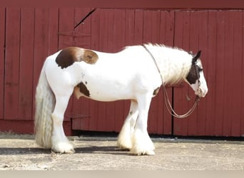 Tinkerhäst, Valack, 11 år, 150 cm, Pinto