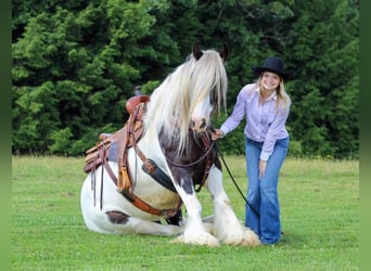 Tinkerhäst, Valack, 11 år, 152 cm, Pinto