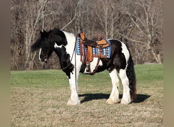 Tinkerhäst, Valack, 11 år, 152 cm, Svart