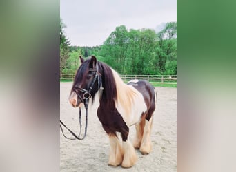 Tinkerhäst, Valack, 12 år, 135 cm, Pinto