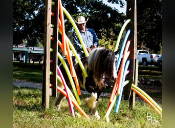 Tinkerhäst, Valack, 12 år, 142 cm, Tobiano-skäck-alla-färger