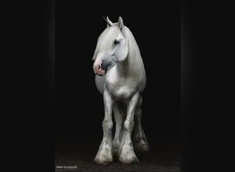 Tinkerhäst, Valack, 12 år, 147 cm, Grå