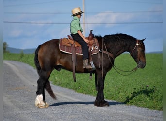 Tinkerhäst, Valack, 12 år, 147 cm, Mörkbrun