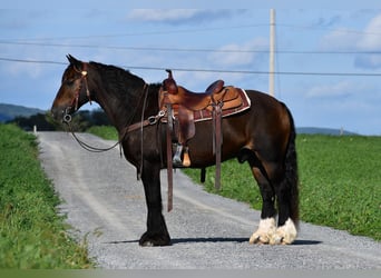 Tinkerhäst, Valack, 12 år, 147 cm, Mörkbrun