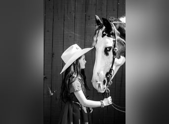 Tinkerhäst, Valack, 12 år, 150 cm, Pinto