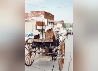 Tinkerhäst, Valack, 12 år, 150 cm, Pinto