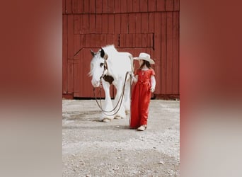 Tinkerhäst, Valack, 12 år, 152 cm, Fux