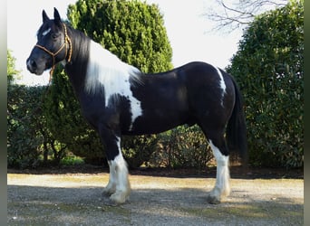Tinkerhäst, Valack, 12 år, 155 cm, Pinto