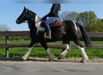 Tinkerhäst, Valack, 12 år, 155 cm, Pinto