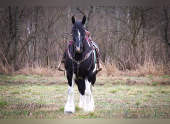 Tinkerhäst, Valack, 12 år, 160 cm, Tobiano-skäck-alla-färger