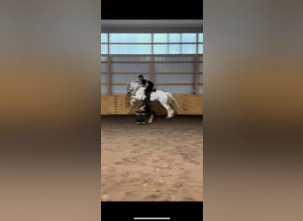 Tinkerhäst, Valack, 13 år, 142 cm, Grå