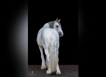 Tinkerhäst, Valack, 13 år, 142 cm, Grå