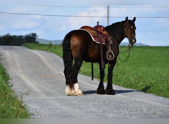Tinkerhäst, Valack, 13 år, 147 cm, Mörkbrun