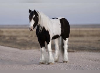 Tinkerhäst, Valack, 14 år, 132 cm, Pinto