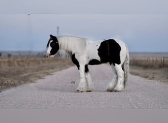 Tinkerhäst, Valack, 14 år, 132 cm, Pinto