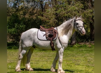 Tinkerhäst, Valack, 14 år, 142 cm, Grå