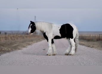 Tinkerhäst, Valack, 15 år, 132 cm, Pinto