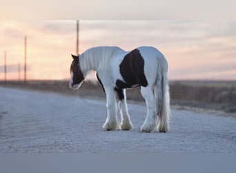Tinkerhäst, Valack, 15 år, 132 cm, Pinto