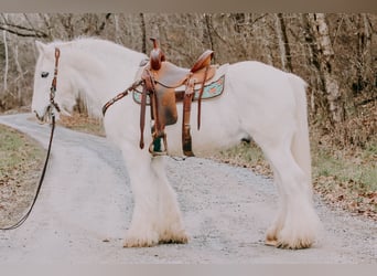 Tinkerhäst, Valack, 17 år, 147 cm, Grå