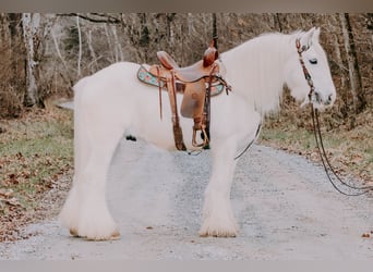 Tinkerhäst, Valack, 17 år, 147 cm, Grå