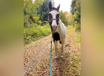 Tinkerhäst Blandning, Valack, 17 år, 160 cm, Pinto