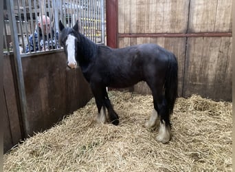 Tinkerhäst, Valack, 1 år, 148 cm, Svart