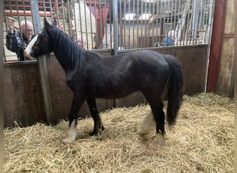 Tinkerhäst, Valack, 1 år, 148 cm, Svart