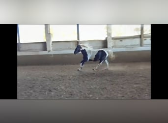 Tinkerhäst Blandning, Valack, 1 år, 155 cm, Pinto