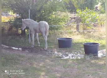 Tinkerhäst, Valack, 2 år, 138 cm, Pinto