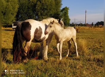 Tinkerhäst, Valack, 2 år, 138 cm, Pinto