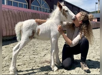 Tinkerhäst, Valack, 3 år, 125 cm, Pinto