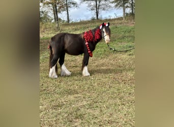 Tinkerhäst, Valack, 3 år, 127 cm