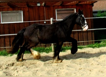 Tinkerhäst, Valack, 3 år, 133 cm, Svart