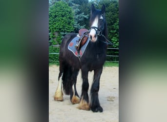 Tinkerhäst, Valack, 3 år, 133 cm, Svart