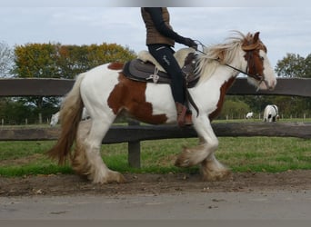 Tinker, Wallach, 3 Jahre, 138 cm, Schecke