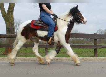 Tinkerhäst, Valack, 3 år, 139 cm, Pinto