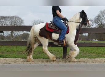 Tinkerhäst, Valack, 3 år, 139 cm, Pinto