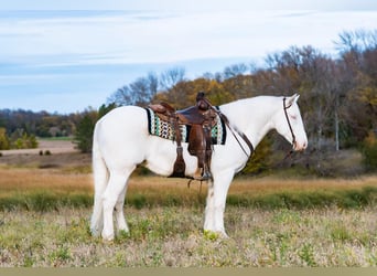 Tinkerhäst, Valack, 3 år, 152 cm, Cremello