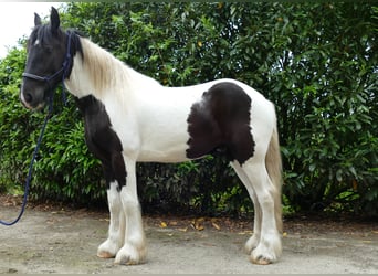 Tinkerhäst, Valack, 3 år, 154 cm, Pinto